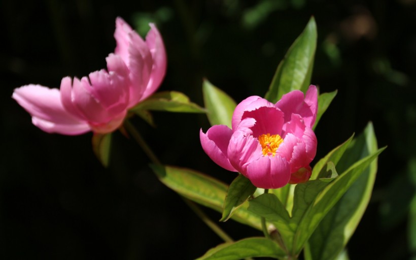 芍药花护眼桌面壁纸图片