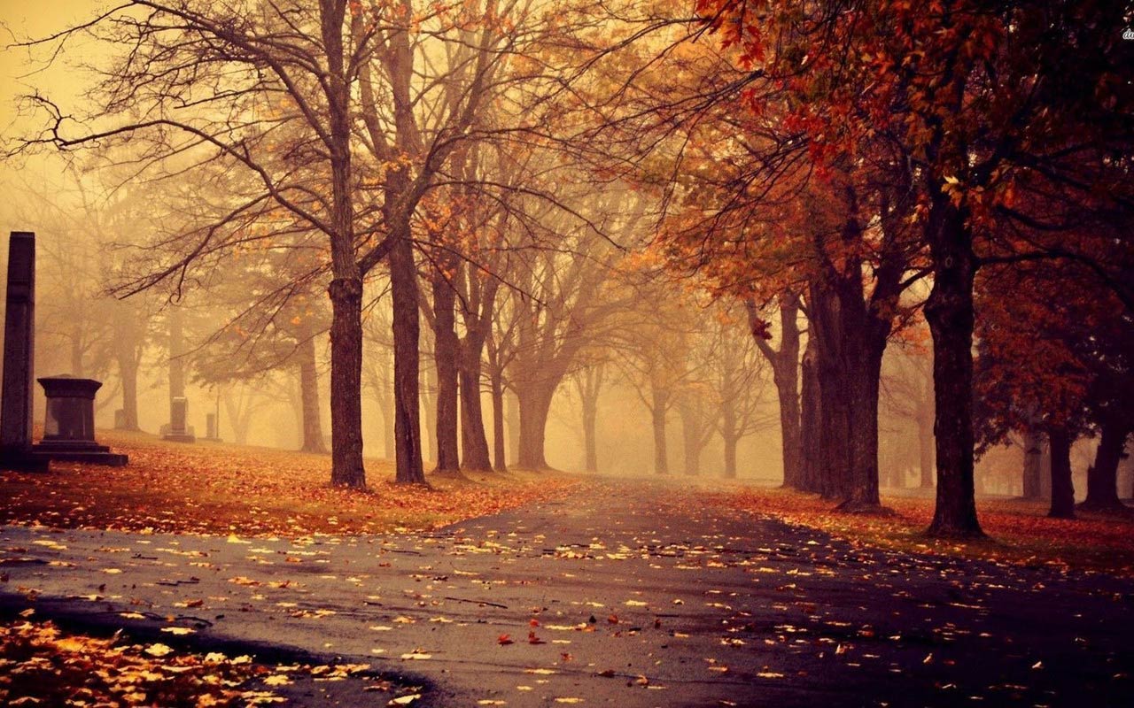 秋天凋零的落叶高清风景壁纸图片