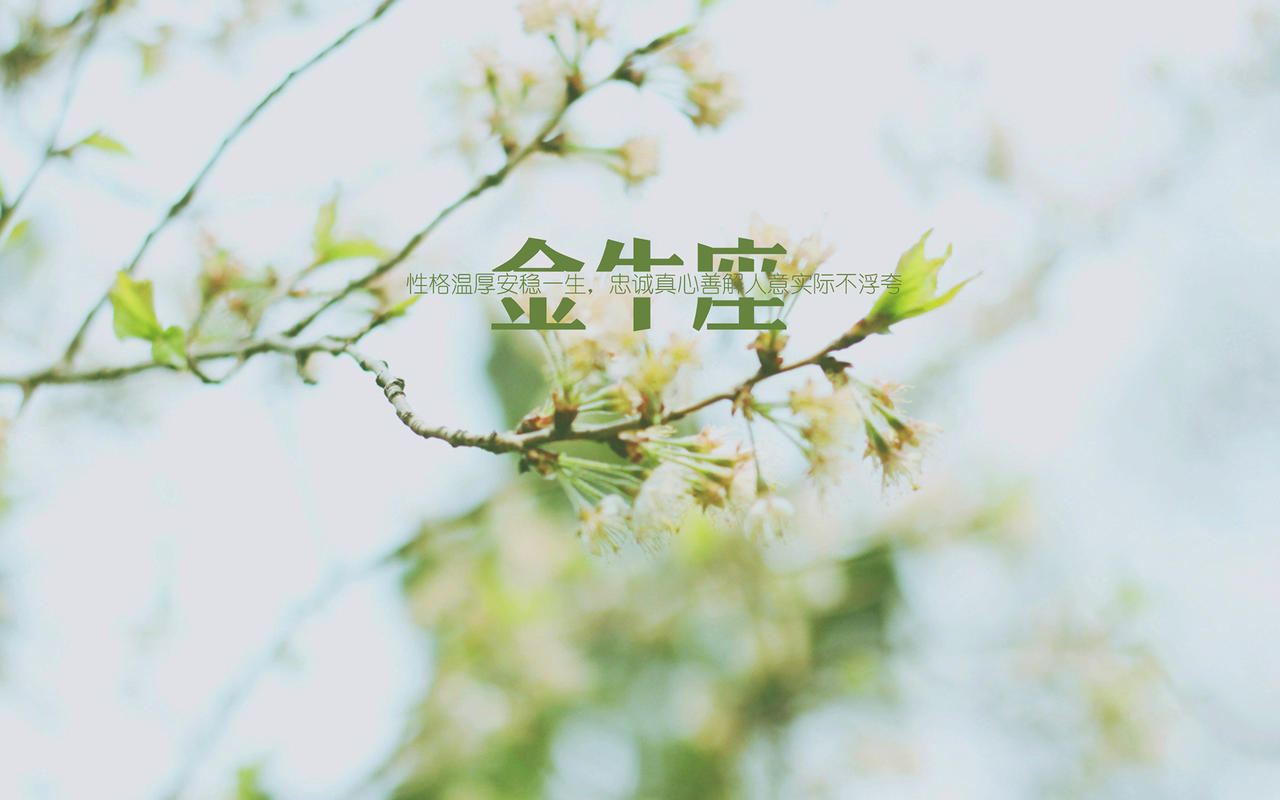 唯美金牛座文字控图片高清壁纸桌面