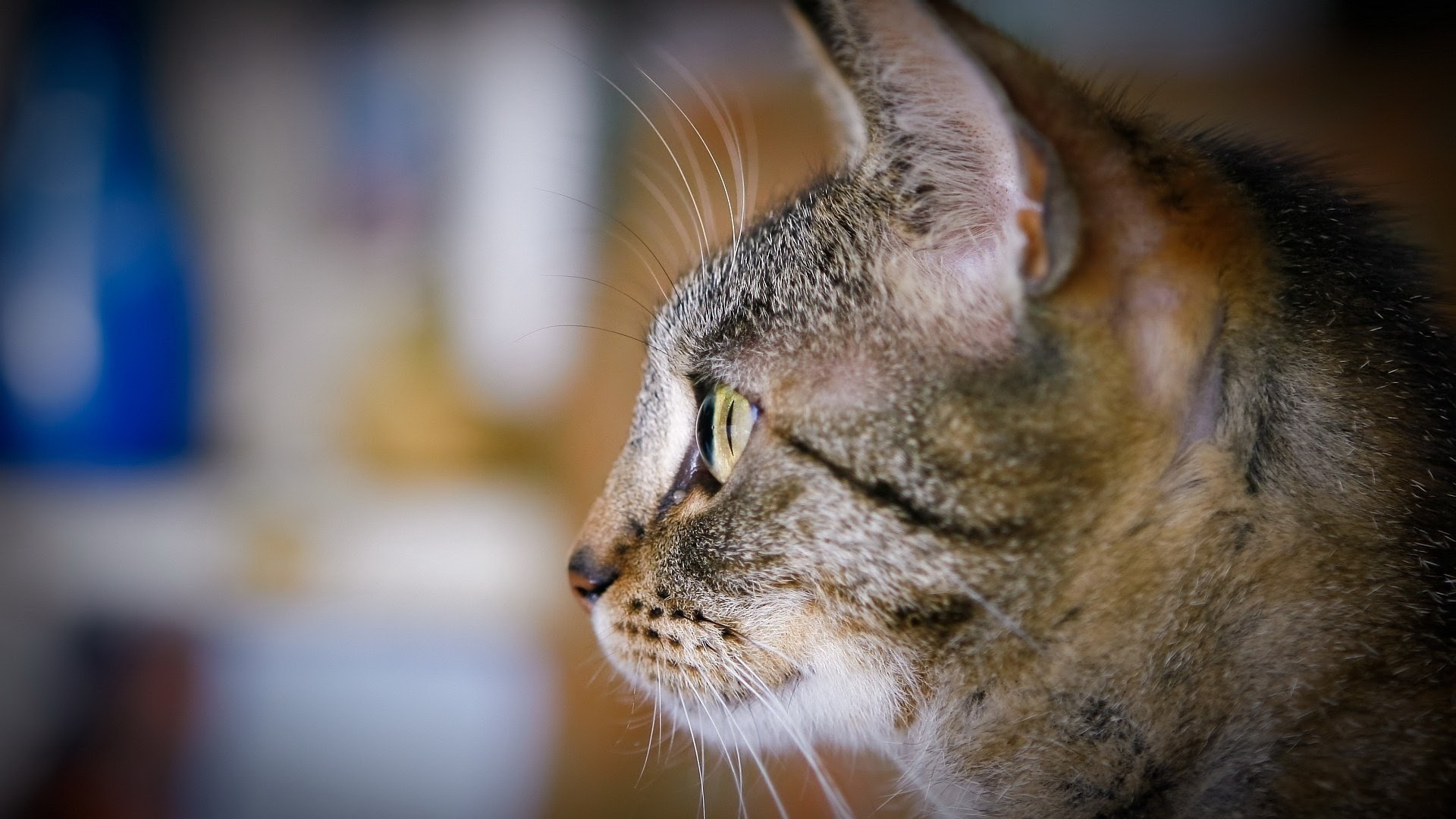 可爱呆萌小猫咪图片桌面壁纸