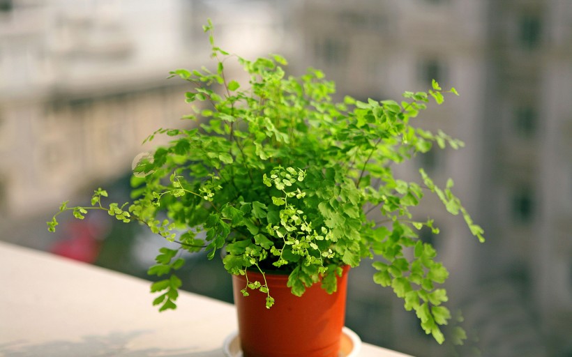 铁线蕨植物护眼电脑桌面壁纸图片