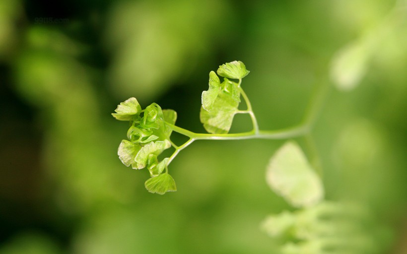 铁线蕨植物护眼电脑桌面壁纸图片