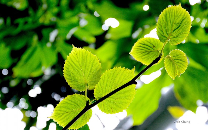 绿色植物护眼桌面壁纸图片