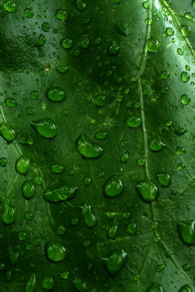 绿色养眼风景iPhone4壁纸