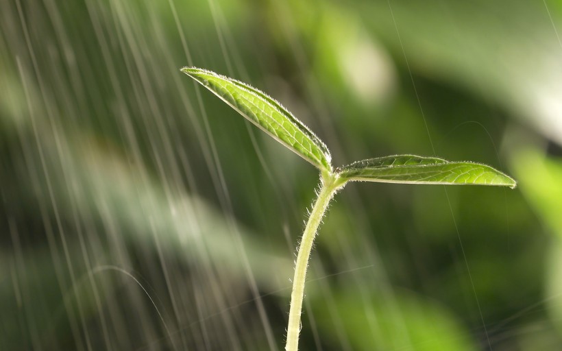 春天的植物嫩豆芽护眼桌面壁纸