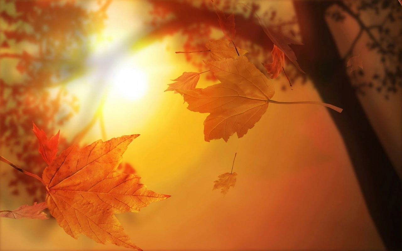 秋天凋零的落叶高清风景壁纸图片