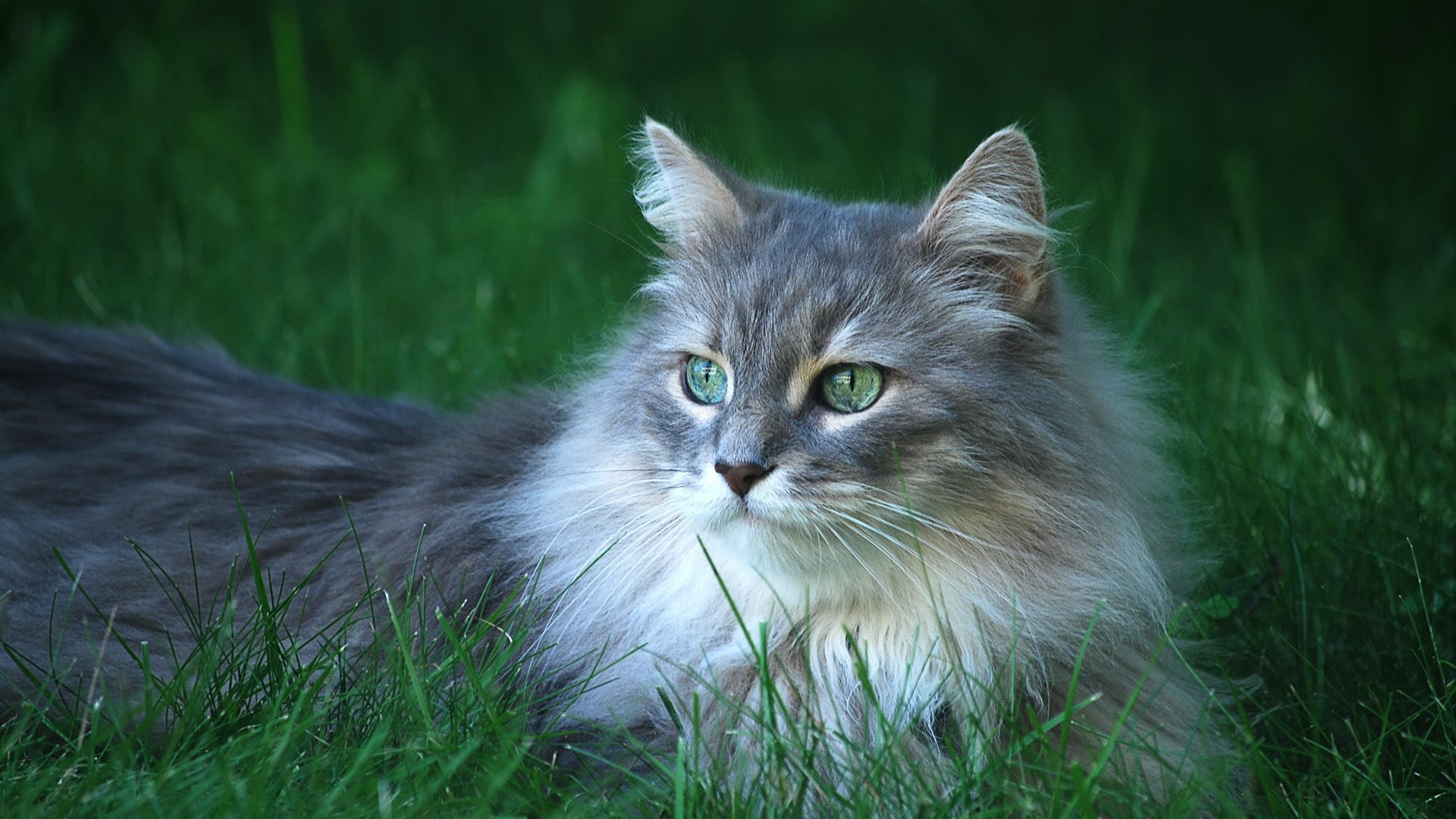 可爱呆萌小猫咪图片桌面壁纸