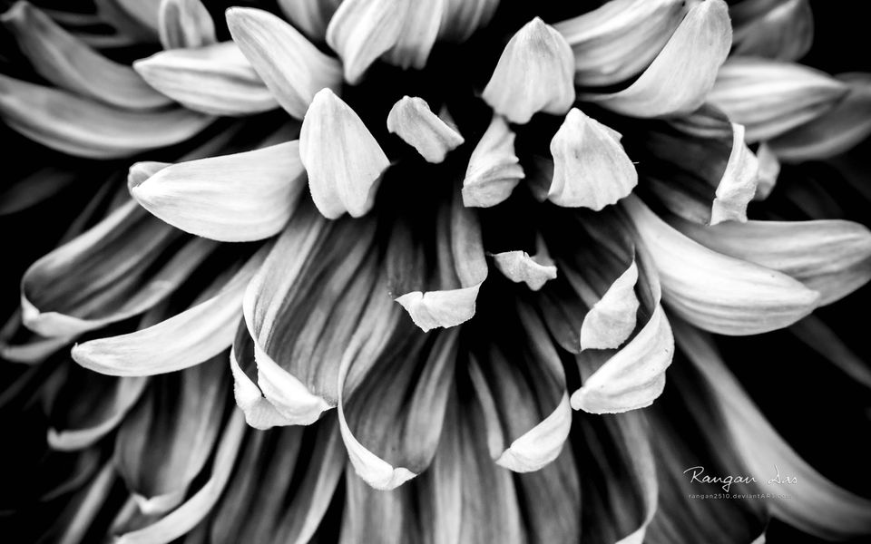 伤感黑白花卉形态高清图片壁纸