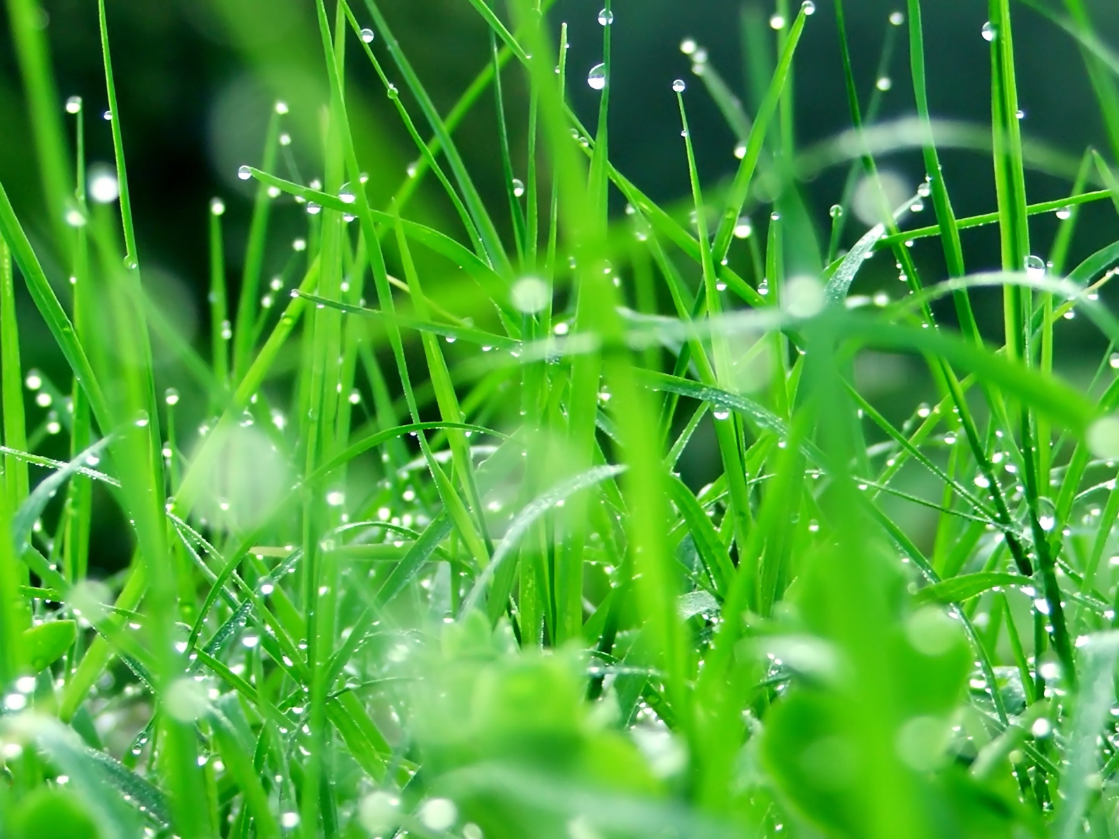 绿色植物小清新电脑桌面壁纸