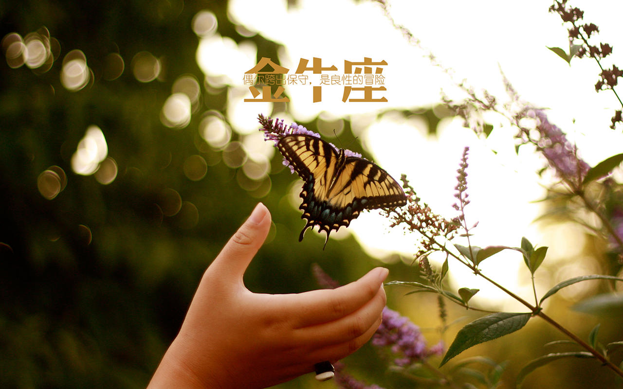 唯美金牛座文字控图片高清壁纸桌面