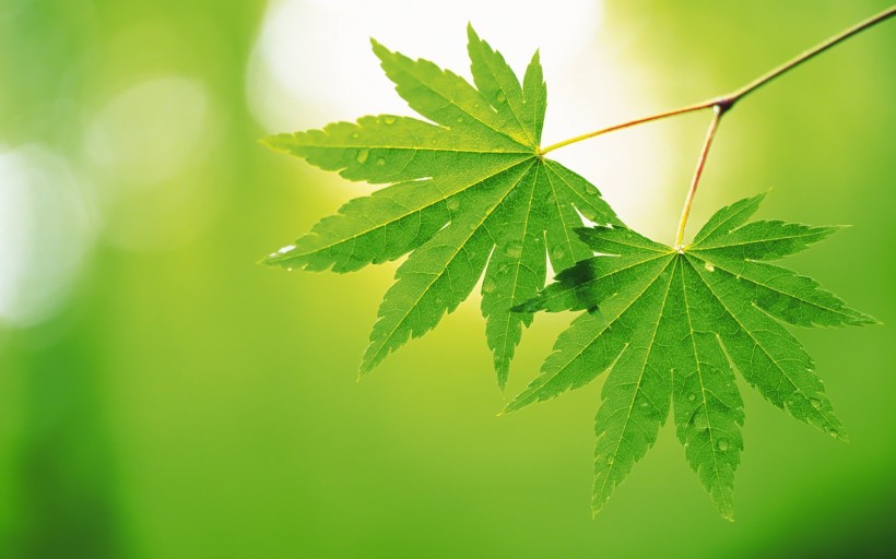 小清新植物护眼电脑桌面壁纸