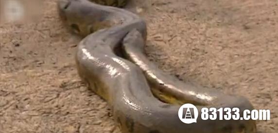 亚马逊森蚺:能碾压鳄鱼的霸王蛇