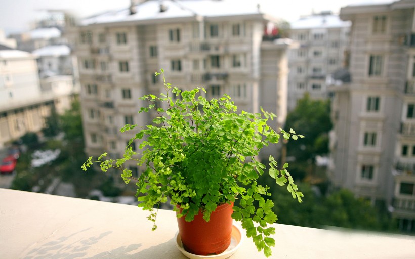 铁线蕨植物护眼电脑桌面壁纸图片