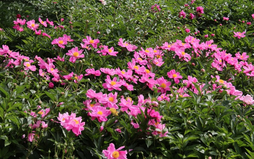 芍药花护眼桌面壁纸图片