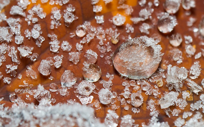 冬天冰雪植物护眼桌面壁纸图片合辑