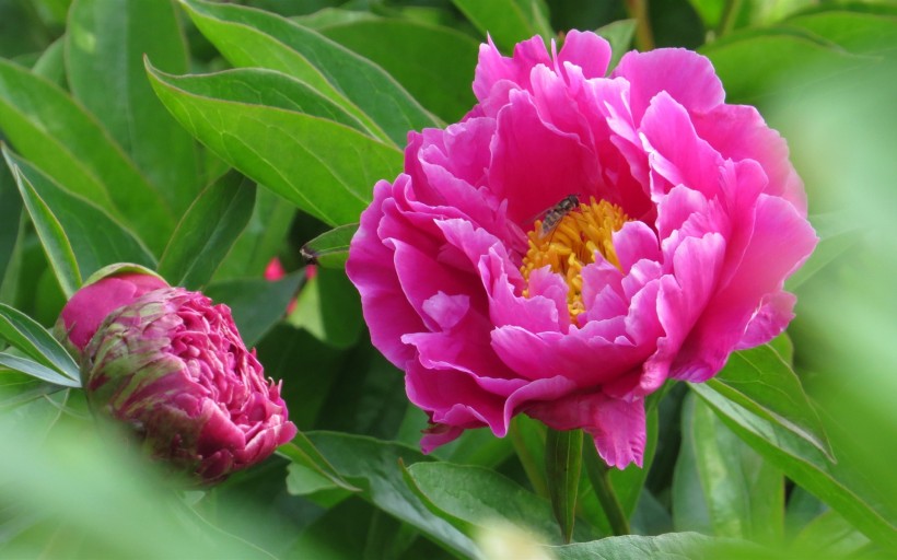 芍药花护眼桌面壁纸图片