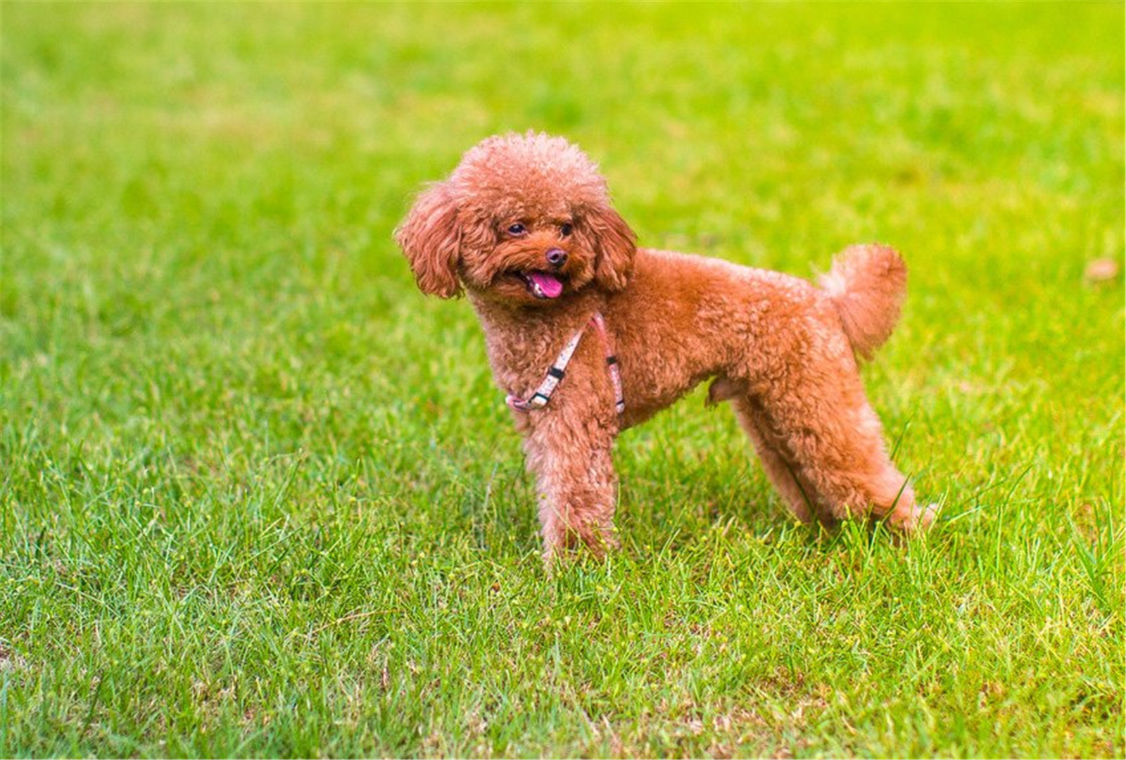 棕色泰迪贵宾犬可爱壁纸图片大全