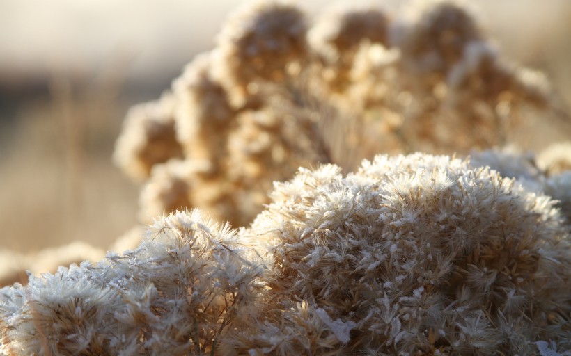 冬天冰雪植物护眼桌面壁纸图片合辑