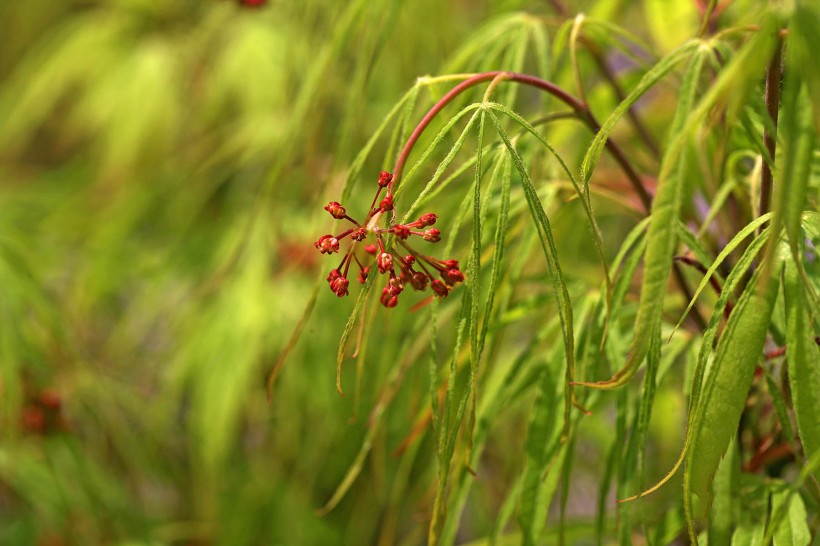 日本枫植物高清护眼桌面壁纸大全