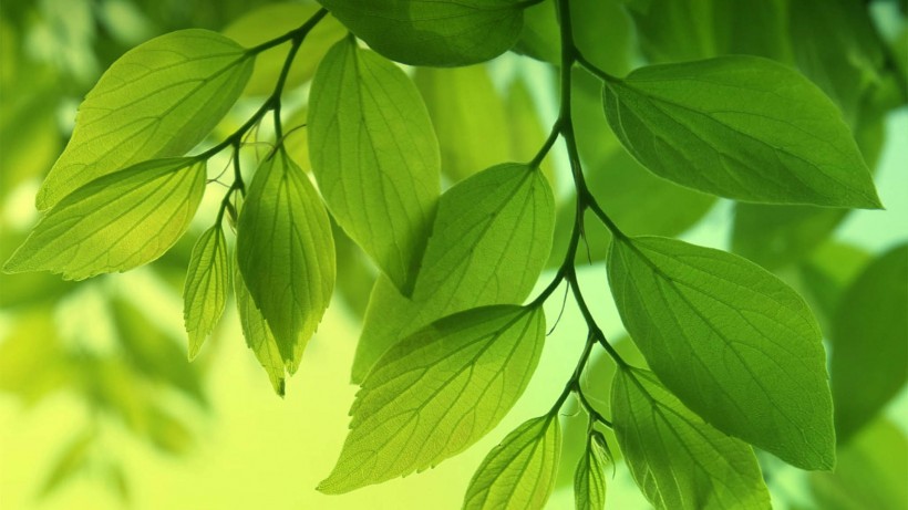 绿色植物护眼桌面壁纸图片