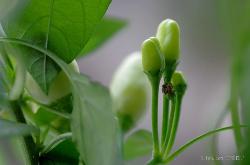 唯美萌芽小辣椒高清唯美图片壁纸