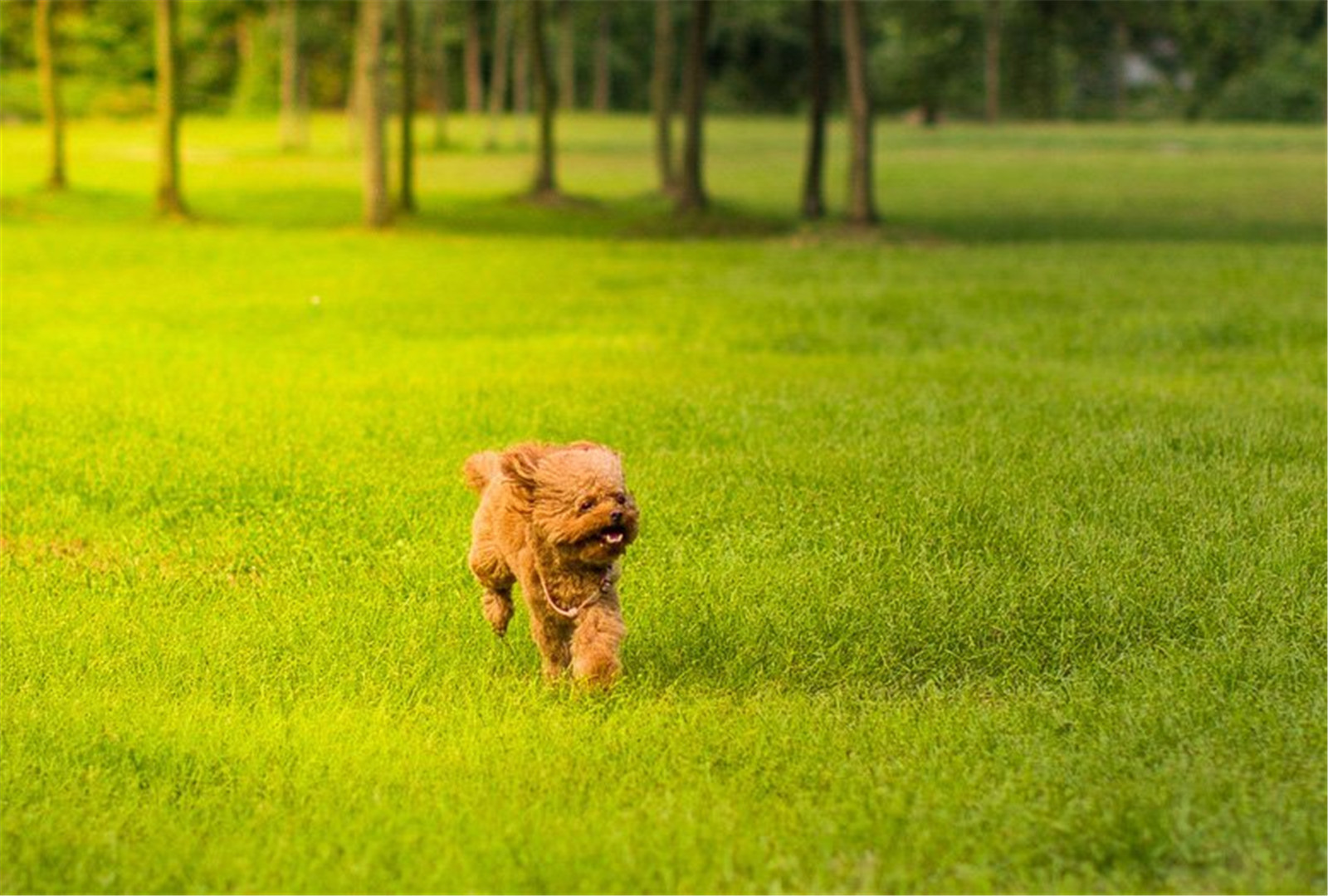 棕色泰迪贵宾犬可爱壁纸图片大全