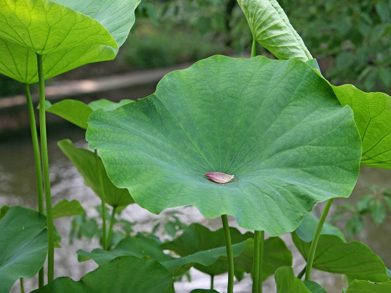 西湖荷花护眼电脑桌面壁纸图片合辑