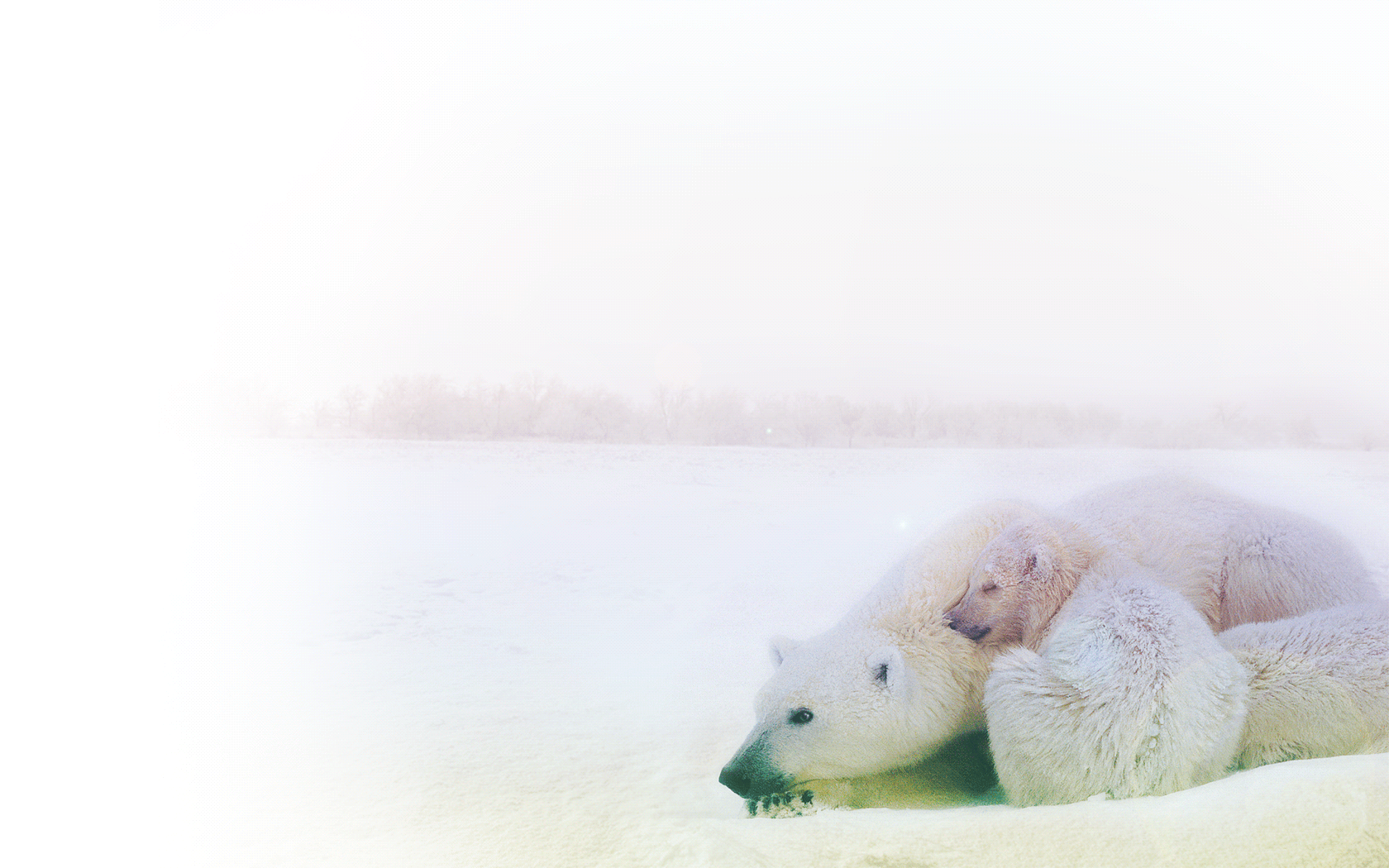 会眨眼的可爱北极熊动态图片高清壁纸