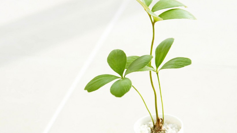 绿色植物护眼桌面壁纸图片