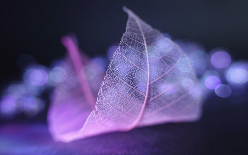 炫彩树叶脉络护眼桌面壁纸