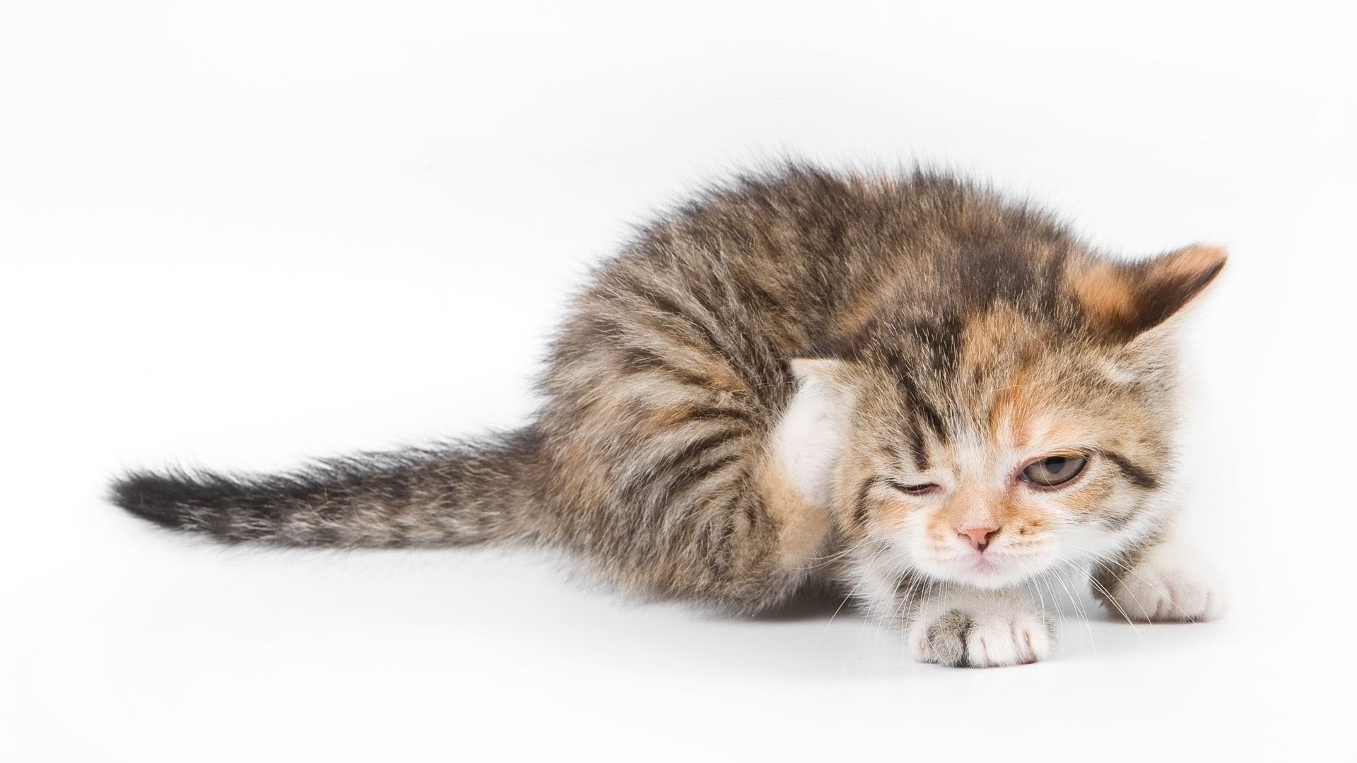 可爱呆萌小猫咪图片桌面壁纸