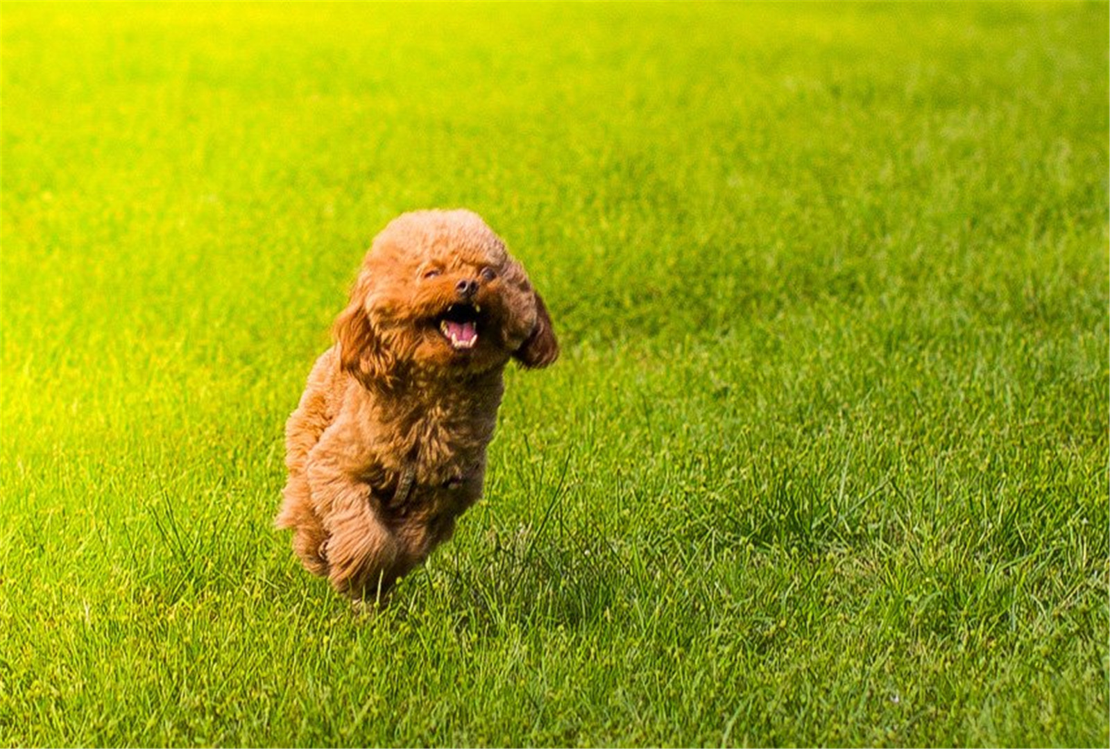 棕色泰迪贵宾犬可爱壁纸图片大全