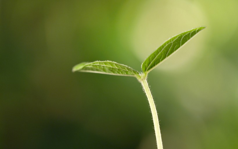 春天的植物嫩豆芽护眼桌面壁纸