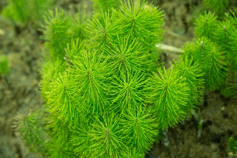 绿色植物护眼电脑壁纸图片大全