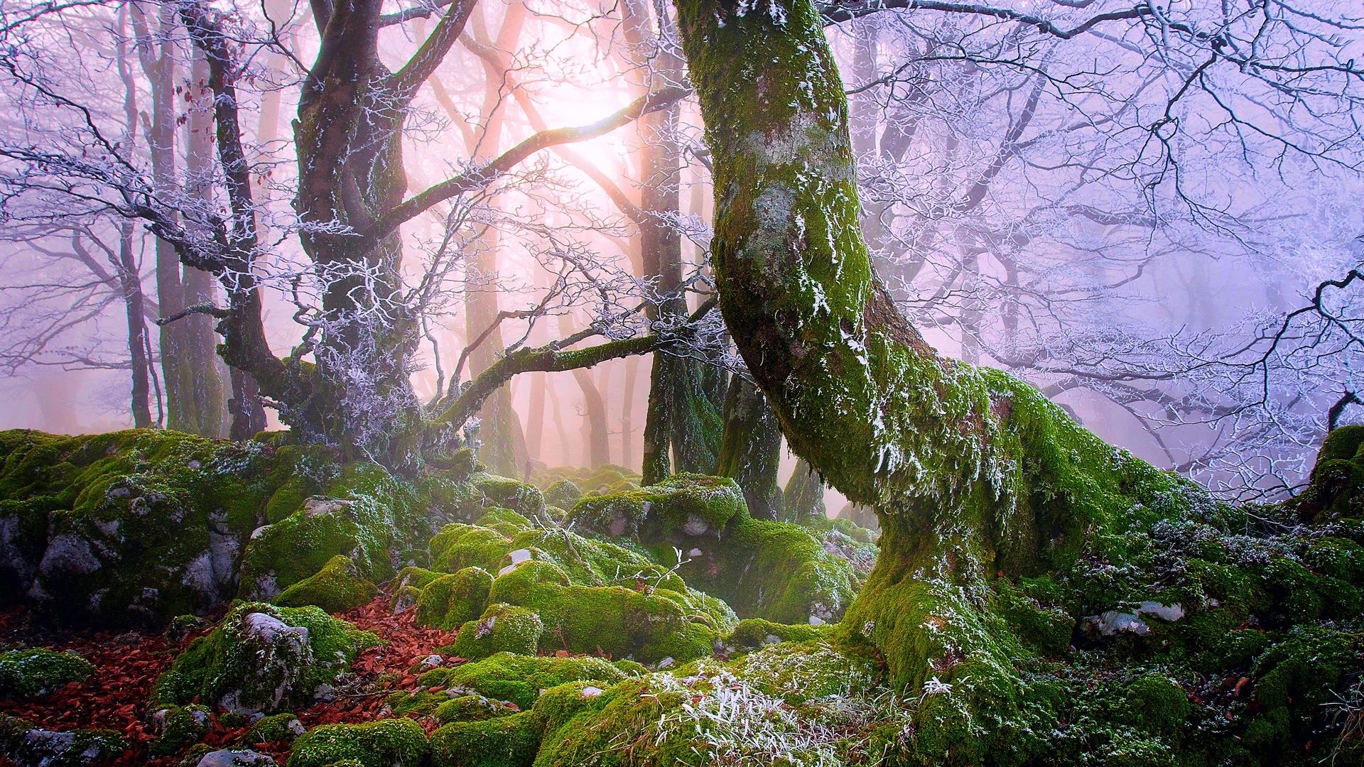 绿色丛林森林风景壁纸图片