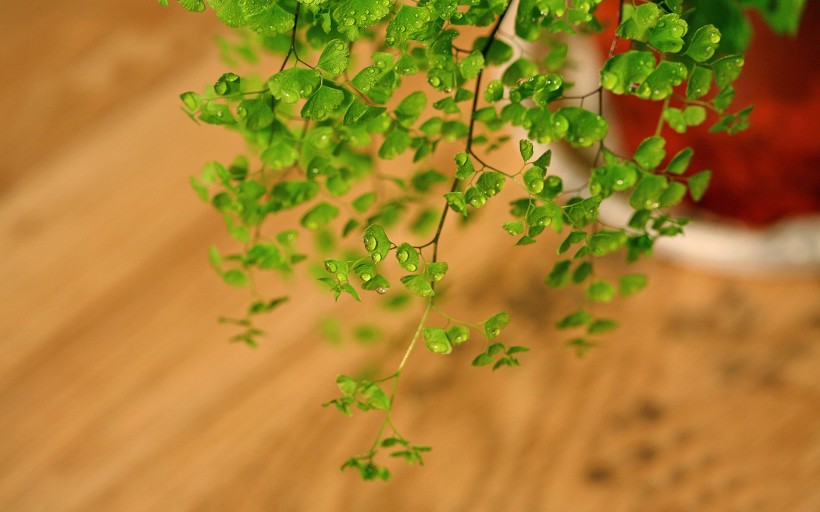 铁线蕨植物护眼电脑桌面壁纸图片