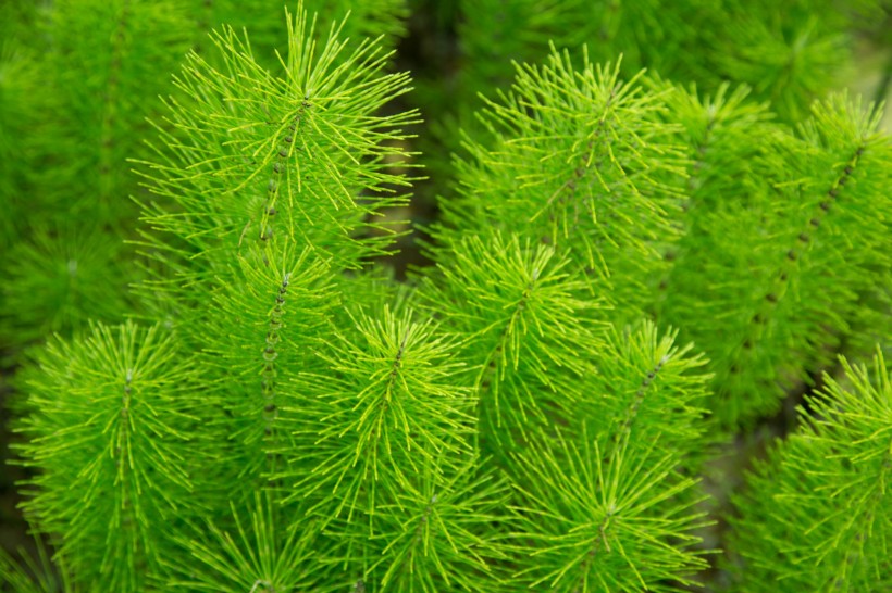 绿色植物护眼电脑壁纸图片大全