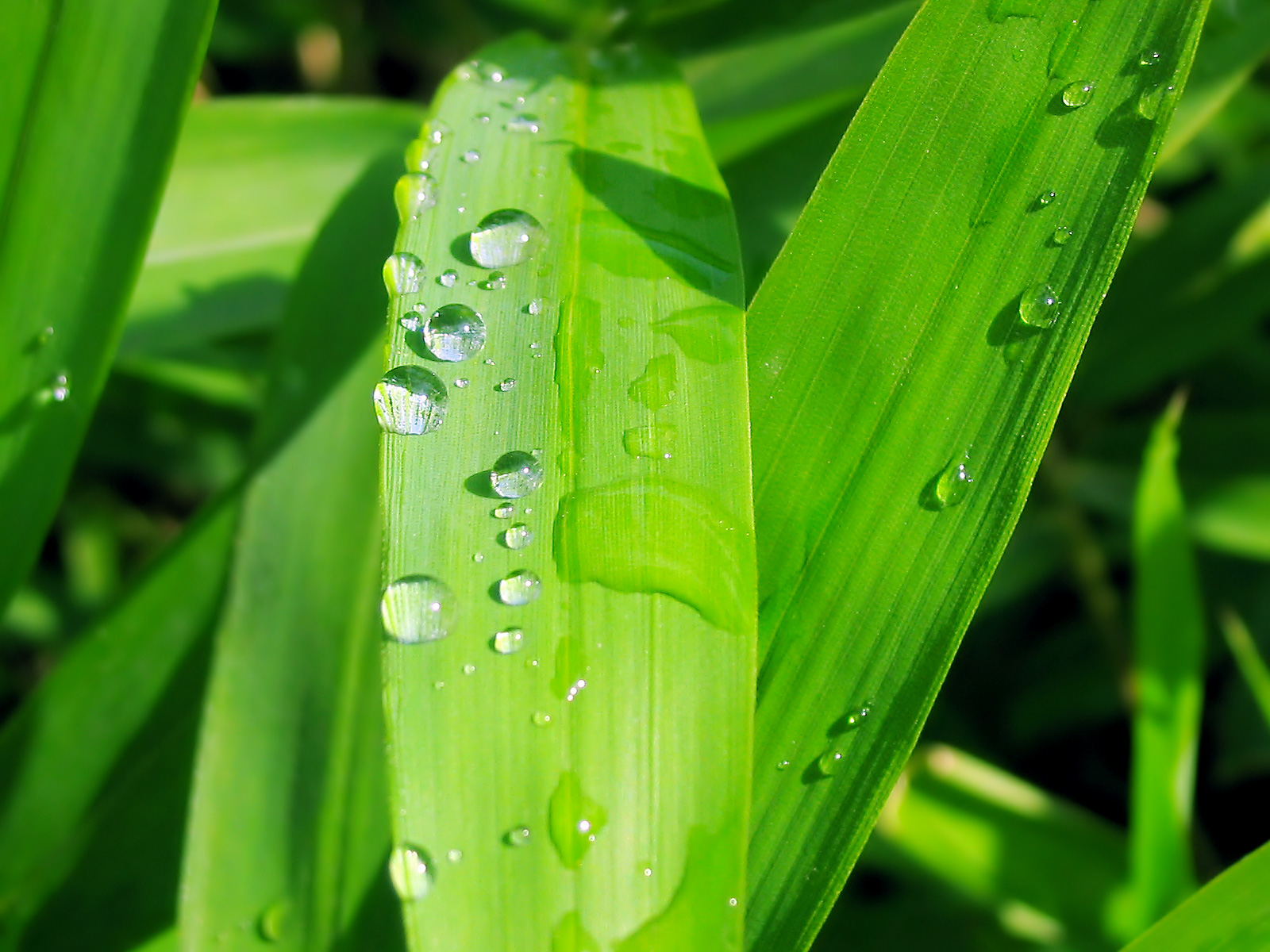 绿色植物水滴电脑桌面壁纸图片
