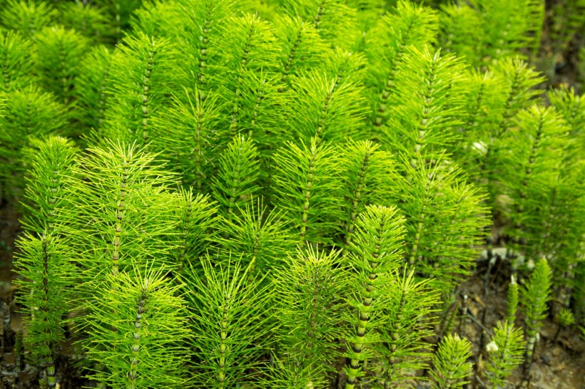 绿色植物护眼电脑壁纸图片大全