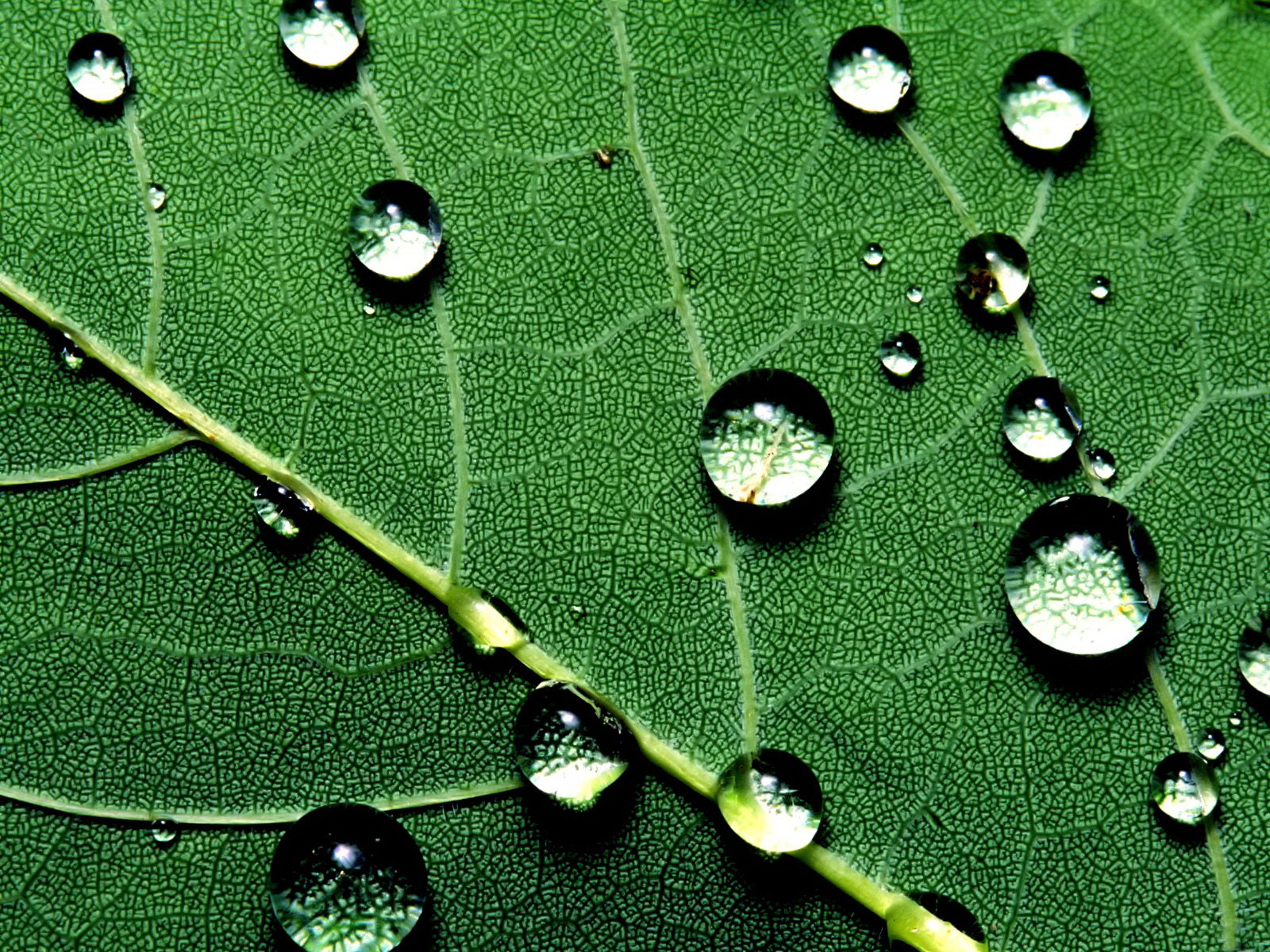 绿色植物水滴电脑桌面壁纸图片