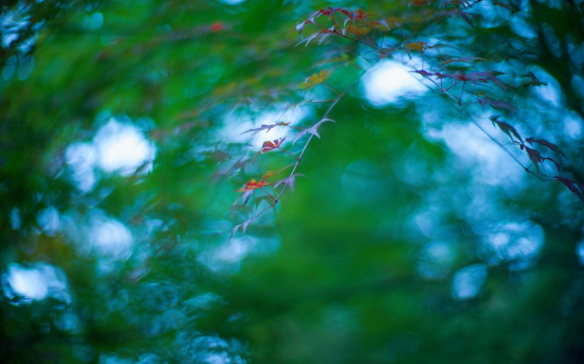 初秋绿色枫叶护眼电脑壁纸图片