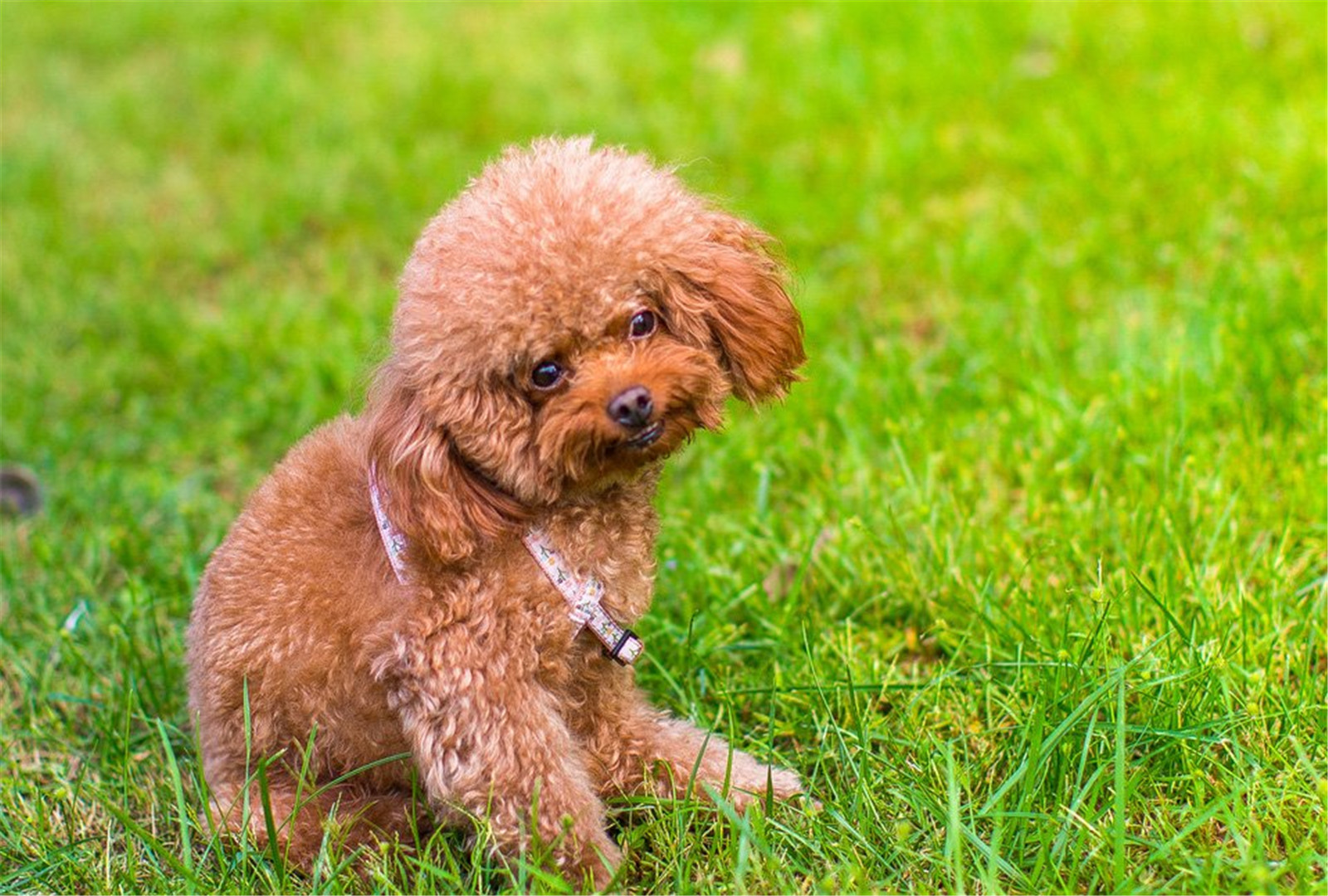 棕色泰迪贵宾犬可爱壁纸图片大全