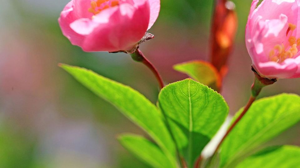 美丽的海棠花高清植物图片