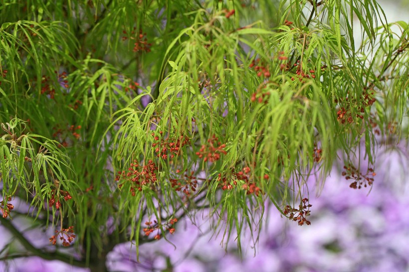 日本枫植物高清护眼桌面壁纸大全