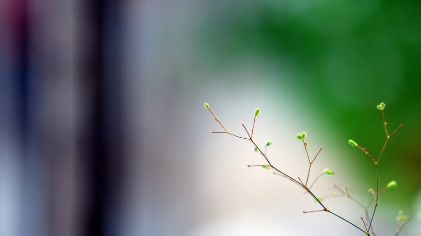 树梢上的嫩芽植物护眼桌面壁纸