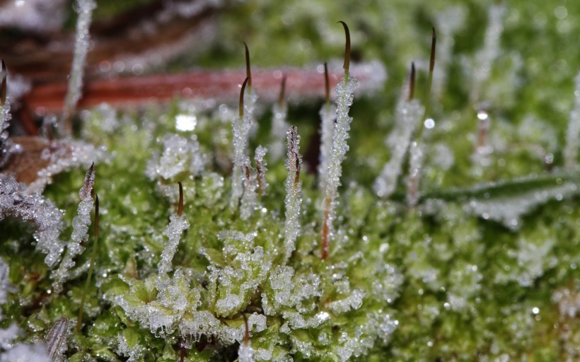 冬天冰雪植物护眼桌面壁纸图片合辑