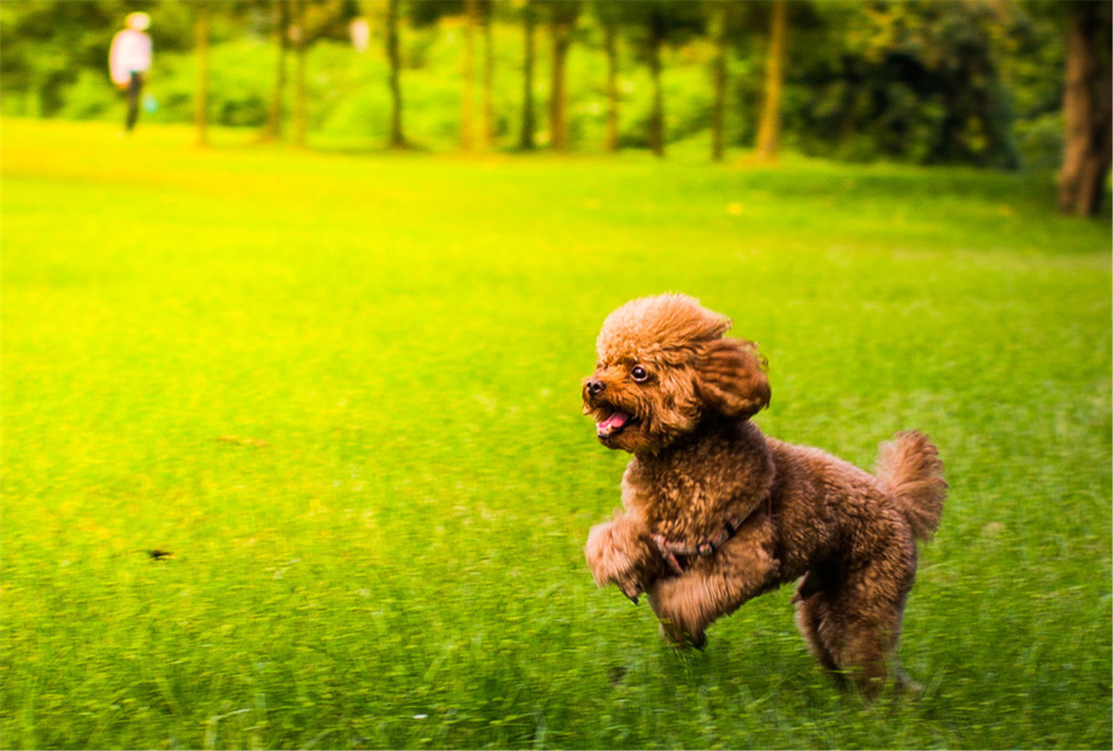 棕色泰迪贵宾犬可爱壁纸图片大全