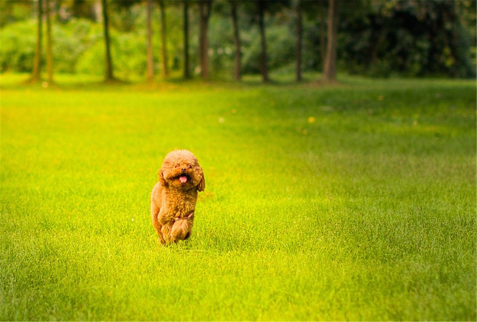 棕色泰迪贵宾犬可爱壁纸图片大全