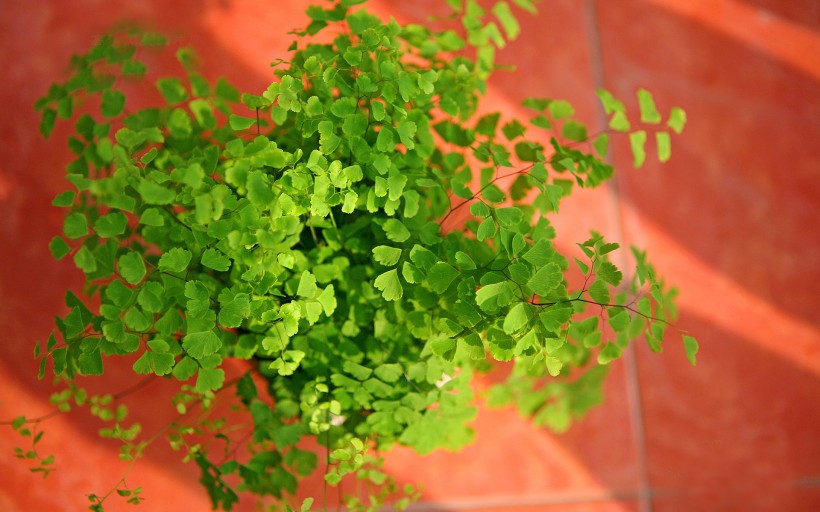 铁线蕨植物护眼电脑桌面壁纸图片