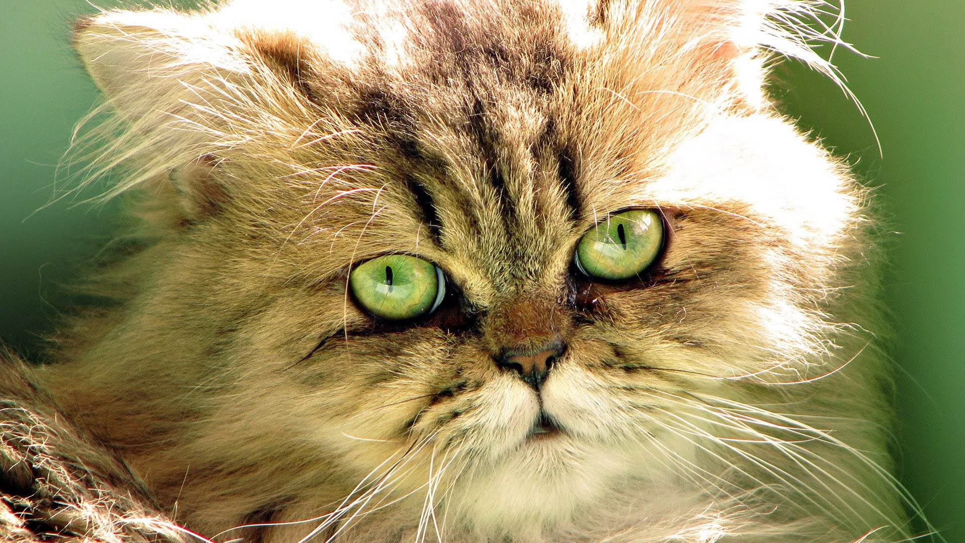 可爱呆萌小猫咪图片桌面壁纸